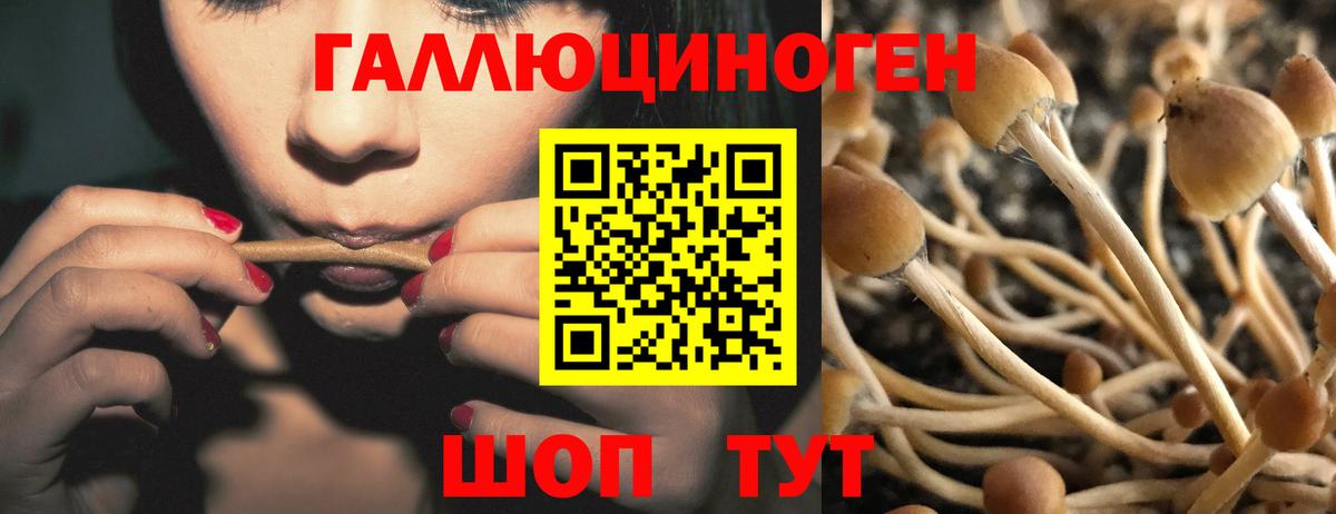 где можно купить   Вход с VPN  Феодосия  Галлюциногенные грибы Cubensis 